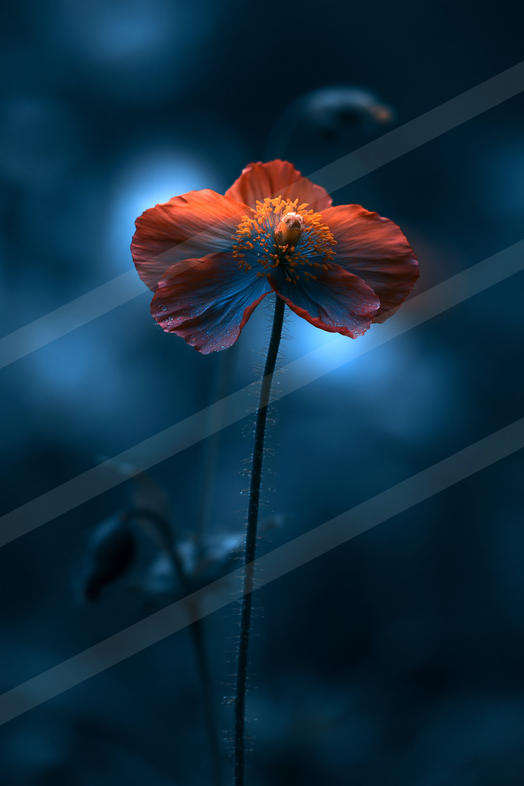 An ethereal macro nature scene of a flowers, reflection.