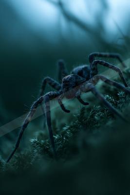 A moody macro wildlife photo of wildlife.