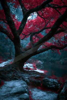A moody nature scene of trees, forest, river.