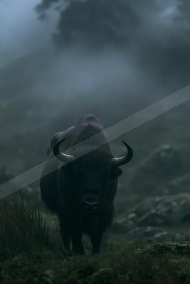 A moody wildlife photo of wildlife.