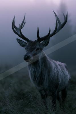 A moody wildlife photo of wildlife.