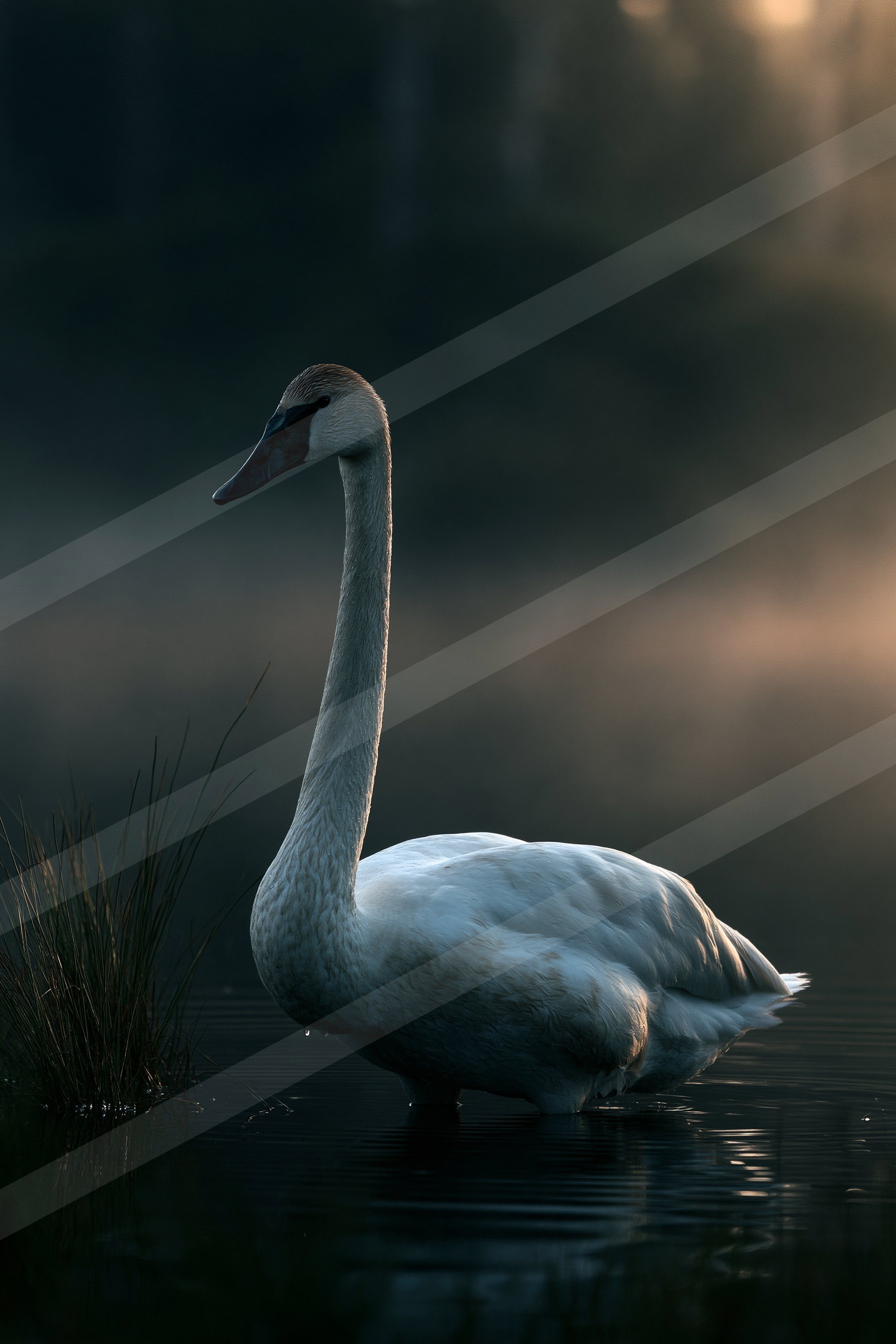 Misty black swan.