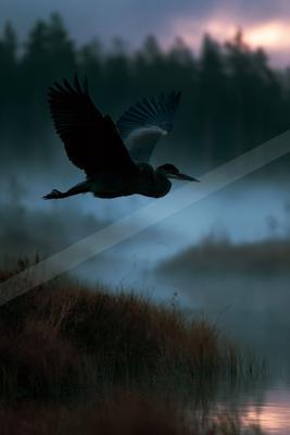 A moody wildlife photo of bird, wildlife.