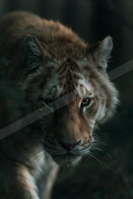 A tiger with orange and white fur stares directly at the camera from a dark, shadowy forest background.