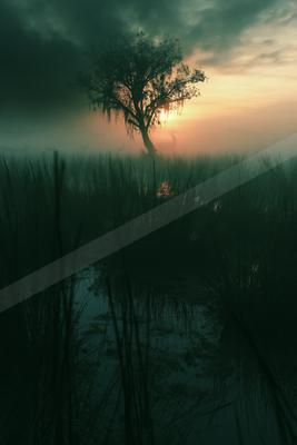 A serene nature scene of trees, lake, sunrise.