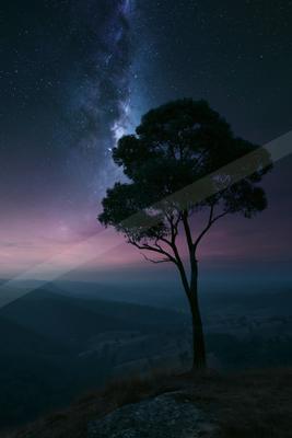 A night sky scene of starry sky, trees.