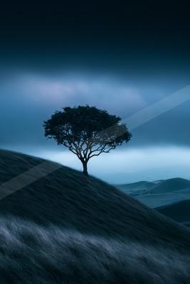 A moody nature scene of trees.