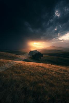 A black-toned moody photograph of bison, hay, balloon.