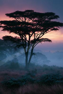 A blue hour nature scene of trees, fog.