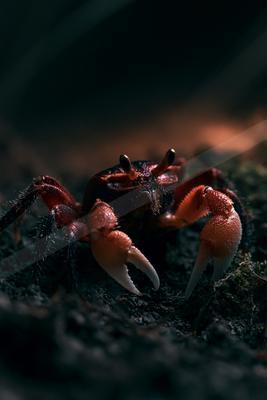 A red and black crab with large white claws stands on dark, textured ground, illuminated by dramatic side lighting against a dark background.