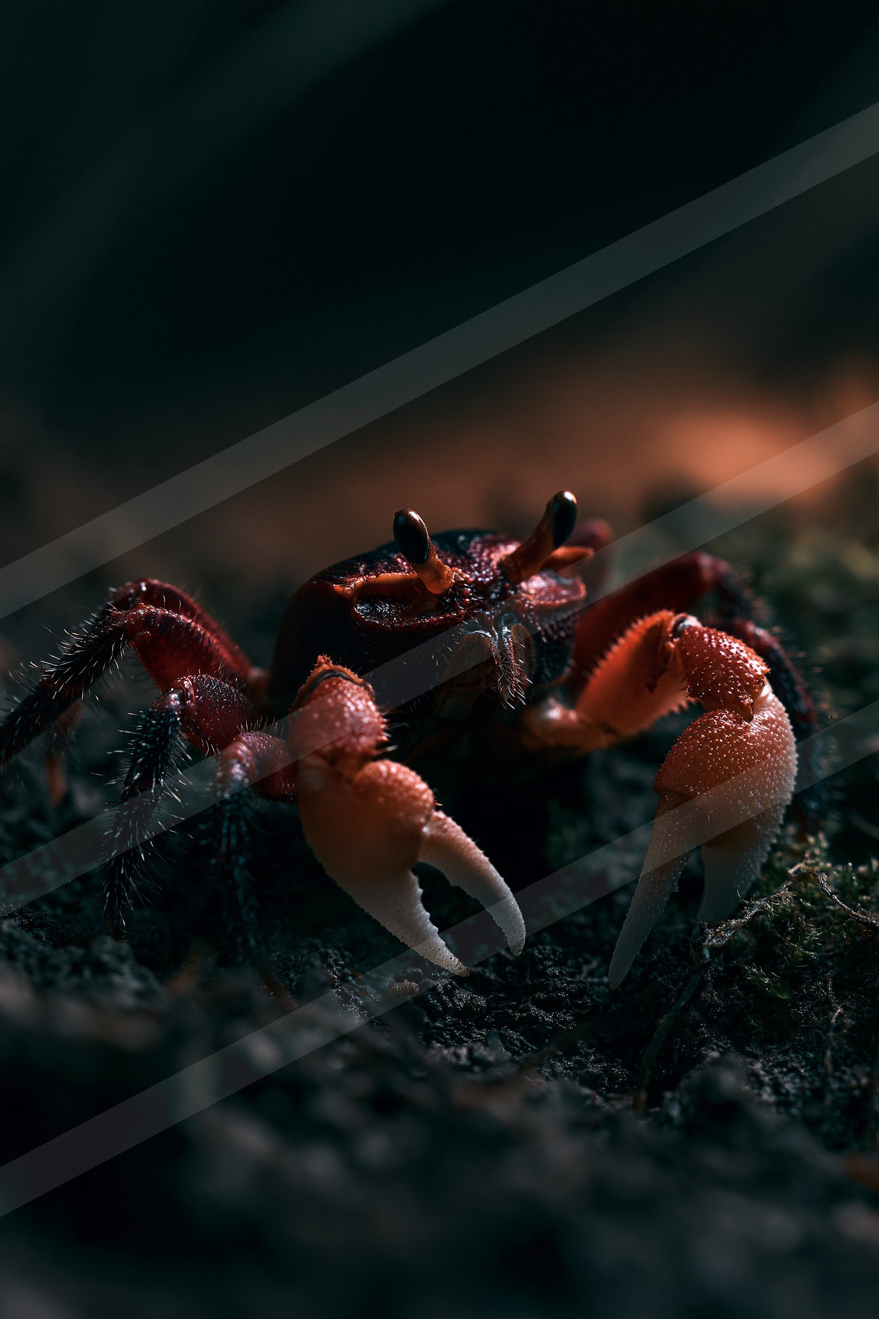 A striking red crab is illuminated by warm light against a dark background.