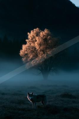 Wolf.