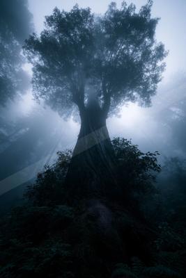 A moody nature scene of trees, forest.