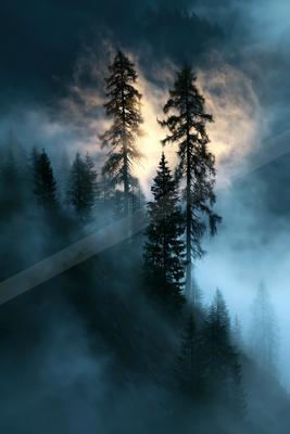 A mysterious double exposure nature scene of a forest, fog.