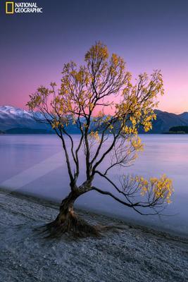 A blue hour nature scene of trees, lake.