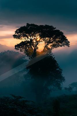 A dramatic sky scene of sunrise, sunset, trees.