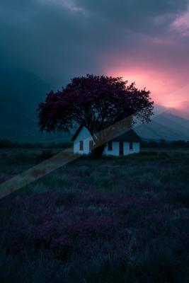 A blue hour nature scene of trees.