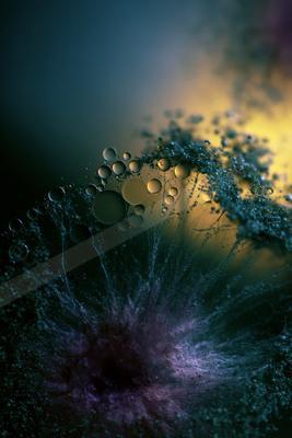 A night macro still life of abstract texture, flowers.