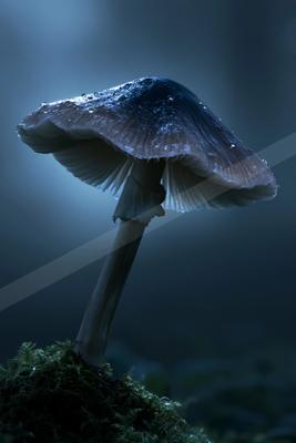 A blue hour wildlife photo of wildlife, still life, forest.