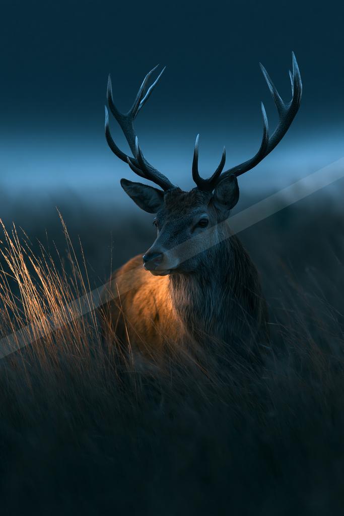A black-toned moody photograph of hartebeest, ibex, gazelle.