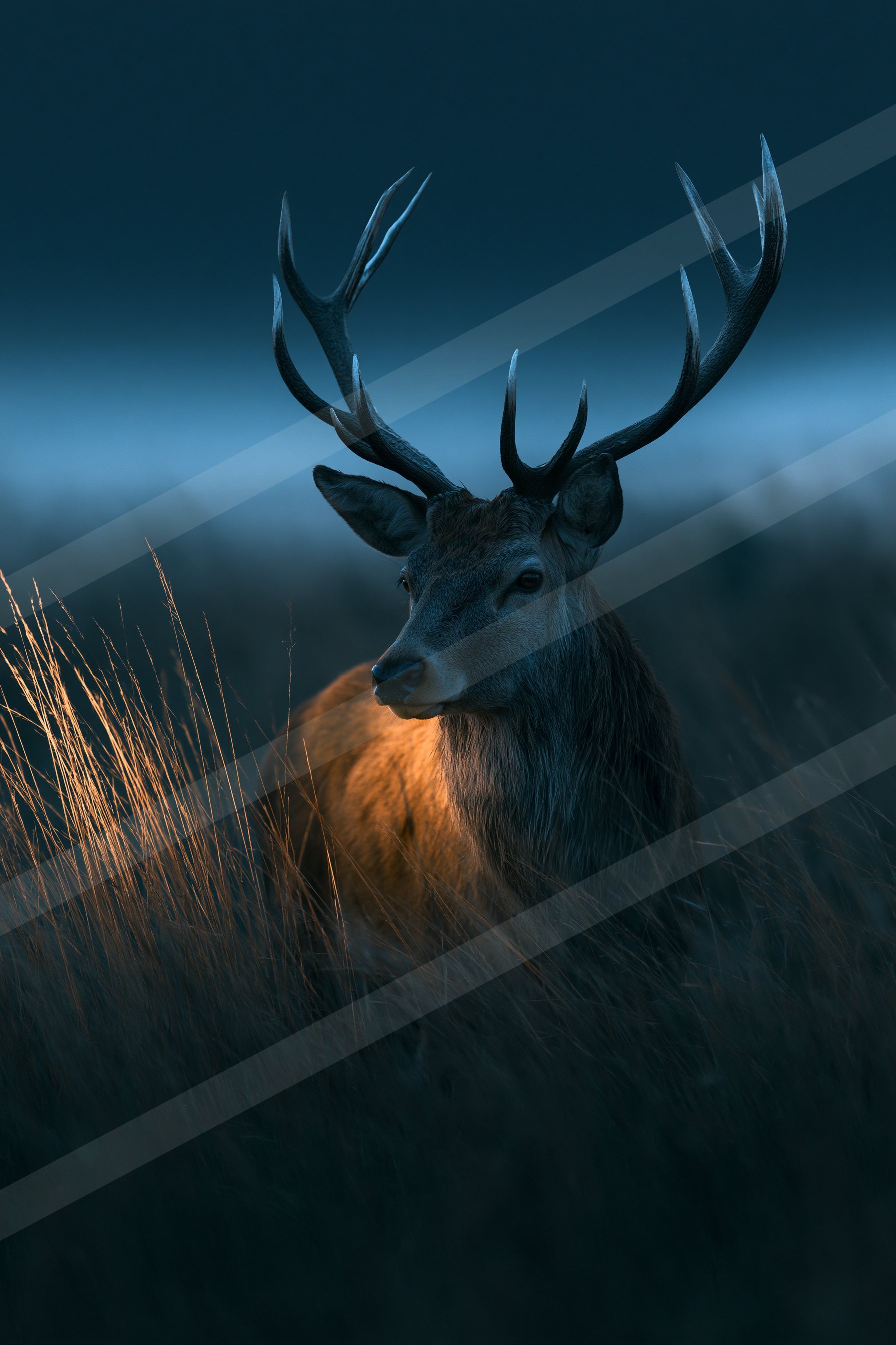 Gazelle.