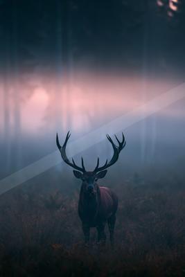 A night wildlife photo of wildlife, fog.