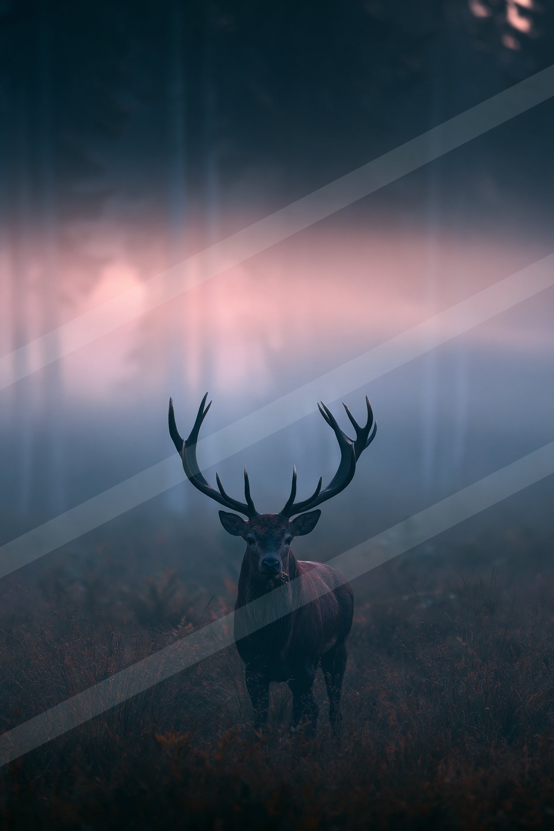 Tall trees in the misty forest.