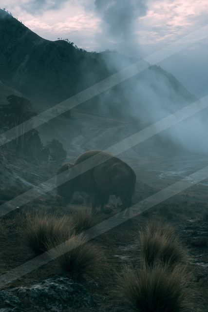 A lone bison stands on a mist-covered mountain slope with rugged terrain and sparse vegetation.