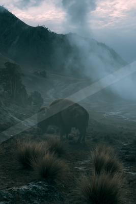 A moody wildlife photo of wildlife, mountains, fog.