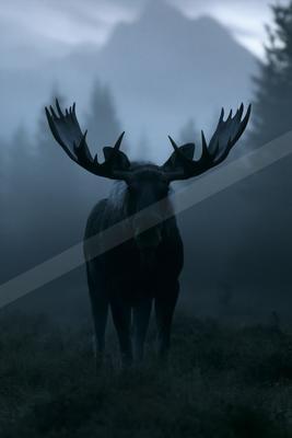 A night wildlife photo of wildlife.