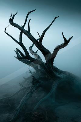 A dramatic nature scene of trees, fog.