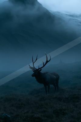 A black-toned moody photograph of ibex, gazelle, hartebeest.
