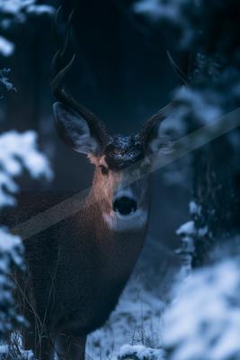 Deer.