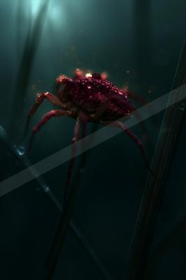 A black-toned moody photograph of rock crab, king crab, dungeness crab.