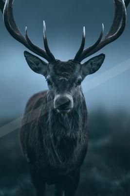 A powerful stag with large antlers stands in a misty forest, gazing directly at the camera.