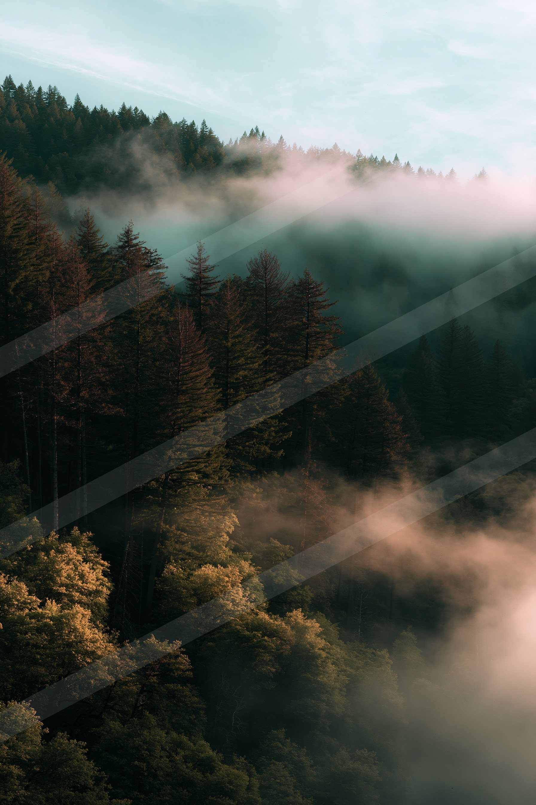 An ethereal double exposure nature scene of a forest, fog.