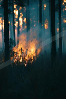 A night nature scene of forest, fog.
