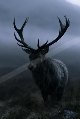 A large male deer with impressive antlers stands in a misty, dark landscape, looking toward the viewer.