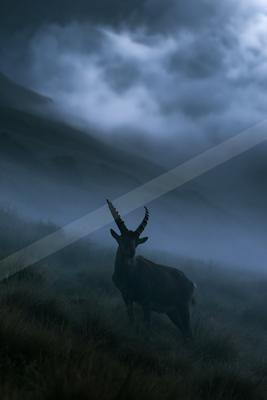 A brown-toned moody photograph of ibex, hartebeest, gazelle.