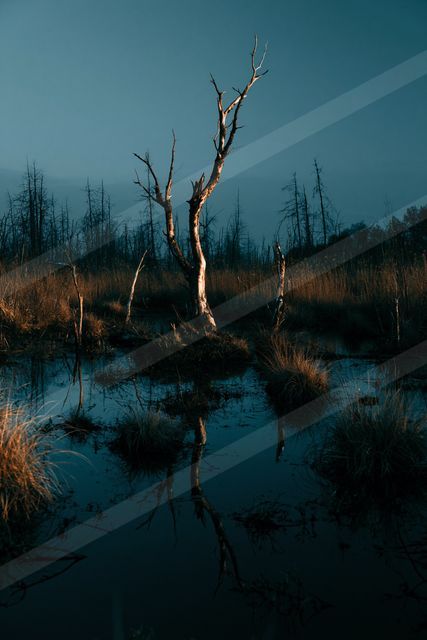 A night high contrast water scene of a wetland, reflection.