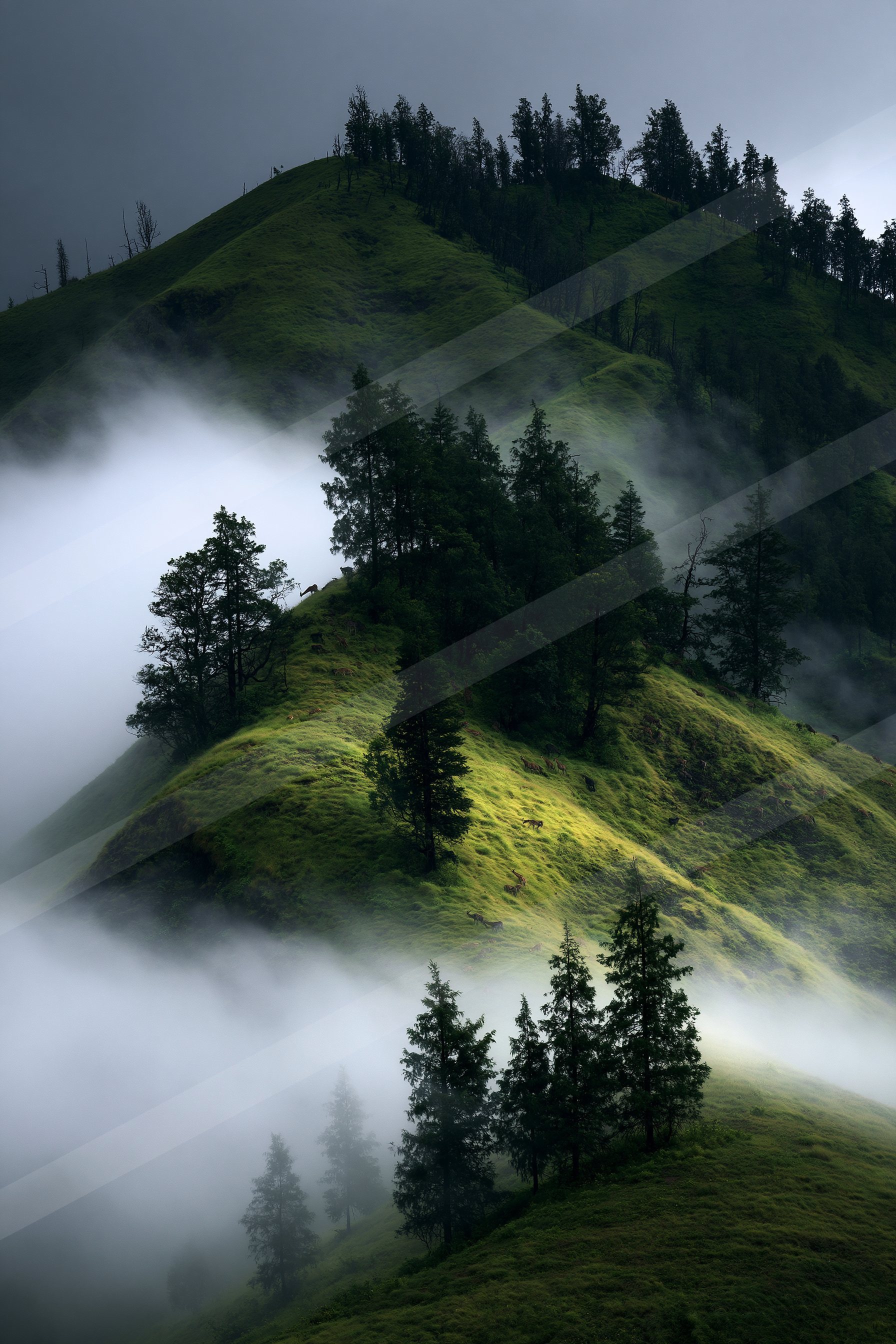 A serene forested hillside blanketed in mist, featuring lush green grass, tall evergreen trees, and a small herd of deer grazing peacefully.