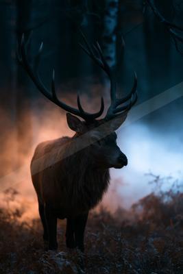 A moody wildlife photo of wildlife.