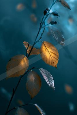 A golden hour nature scene of plants, flowers.