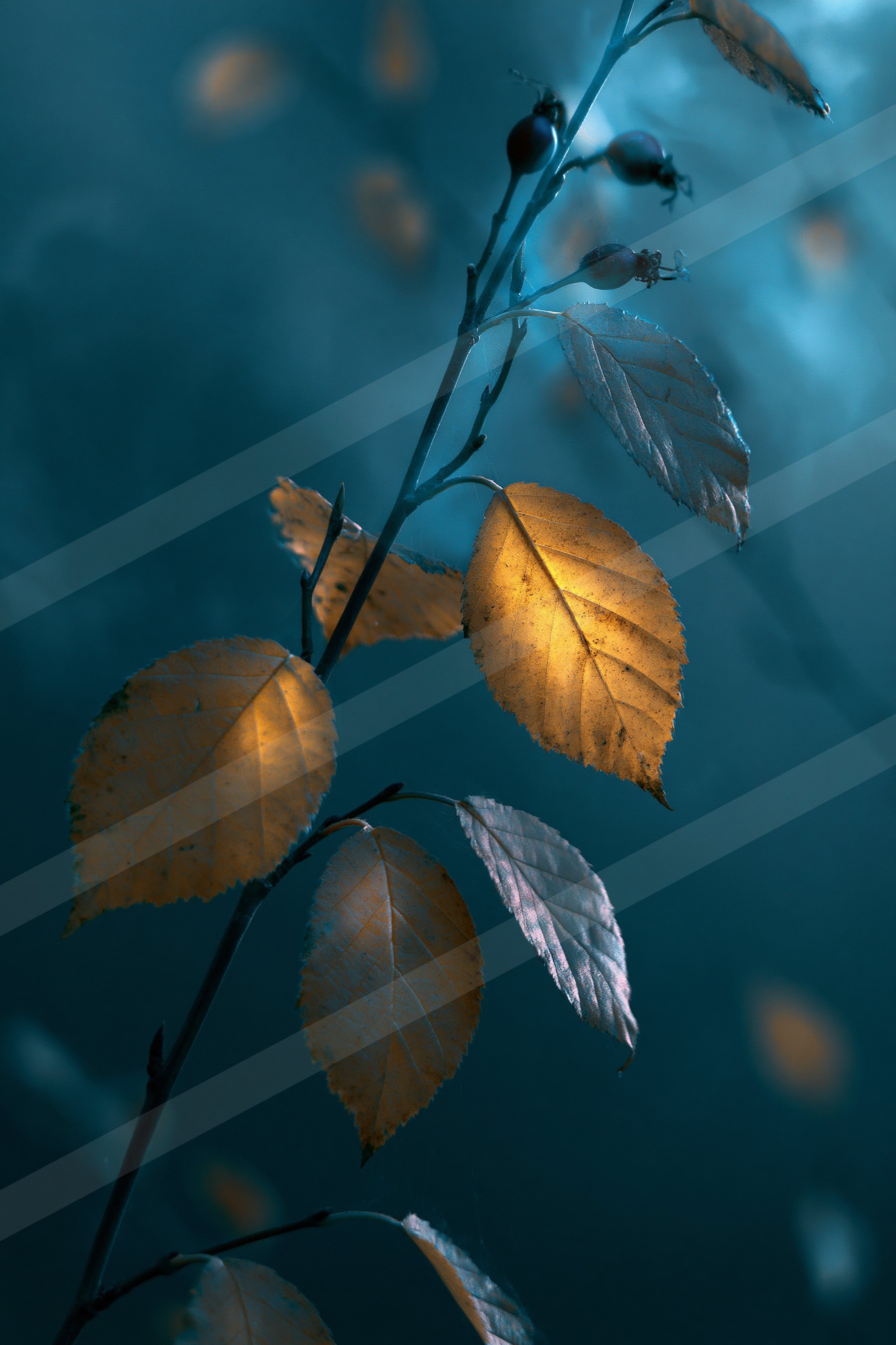 A night soft focus nature scene of an autumn leaves, reflection.