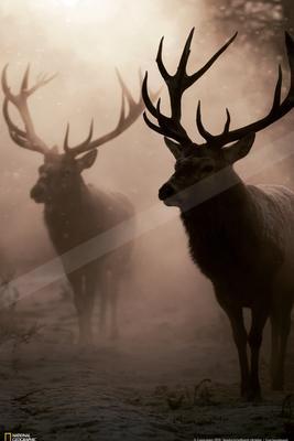 A bright wildlife photo of wildlife.
