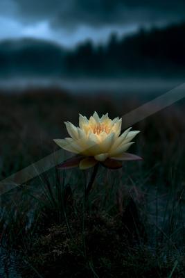 A single pale yellow water lily illuminated against a dark, misty background with blurred vegetation and water.