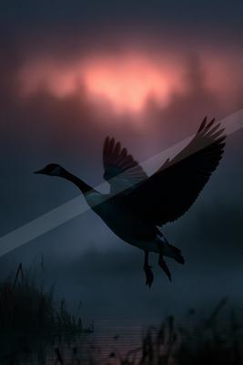A moody wildlife photo of bird.