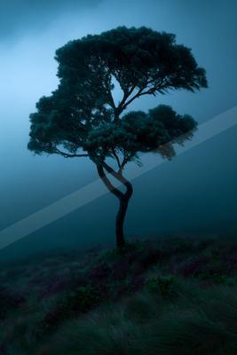 A dramatic nature scene of trees, fog.
