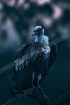 A moody wildlife photo of bird, wildlife.