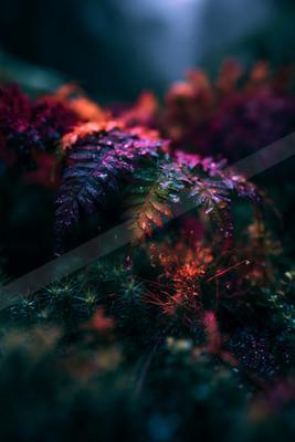 A moody nature scene of plants, flowers, abstract texture.